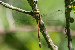 David Plant Photography - Wildlife Photography - Southern migrant hawker - H